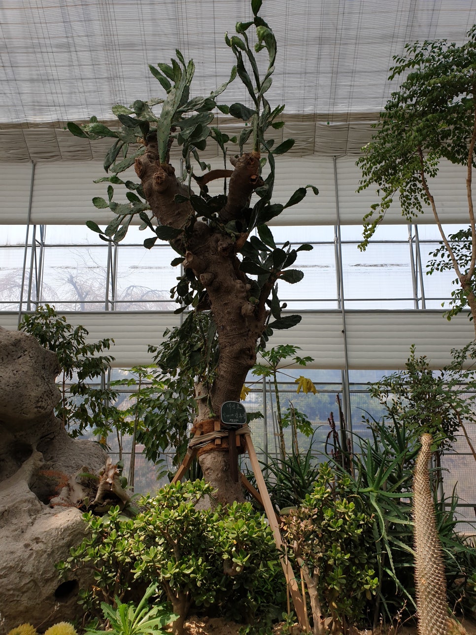 화성 가볼만한곳 바오밥식물원베이커리에 아이들과 함께 관련 이미지 26