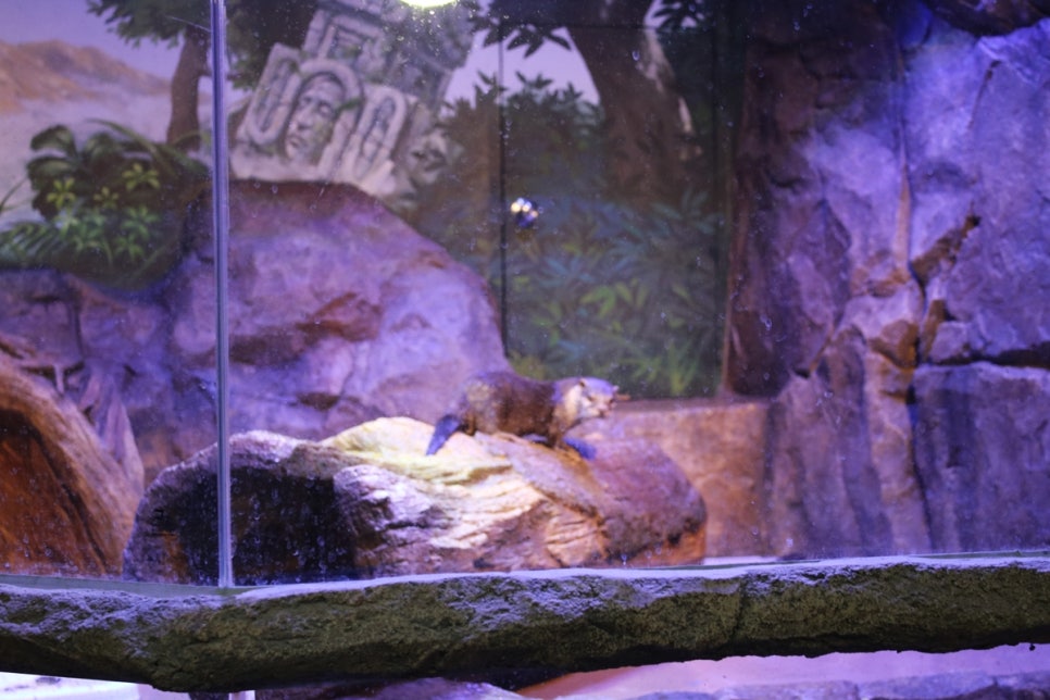 동탄 실내동물원 도심속에서 이런 퀄리티라니 놀라게 되는 아르티스테마파크 관련 이미지 79