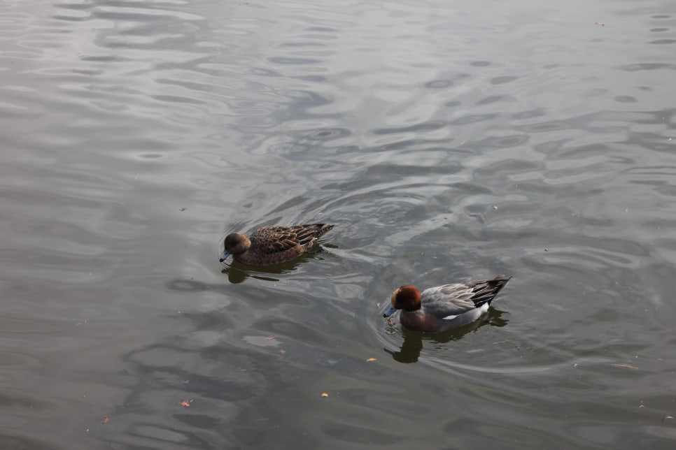 일본 후쿠오카 여행 오호리공원을 거닐면서 상념에 사로잡히다 관련 이미지 2