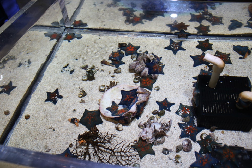 동탄 실내동물원 도심속에서 이런 퀄리티라니 놀라게 되는 아르티스테마파크 관련 이미지 57