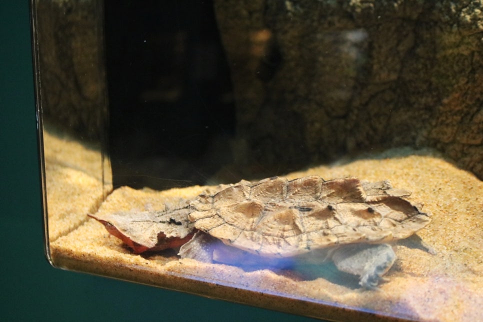 동탄 실내동물원 도심속에서 이런 퀄리티라니 놀라게 되는 아르티스테마파크 관련 이미지 28