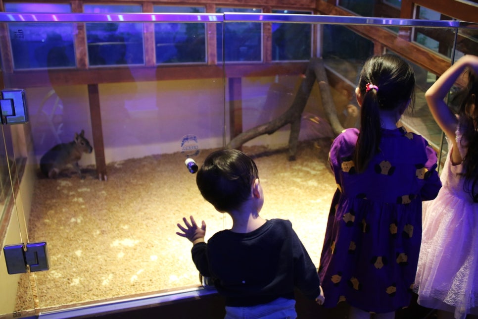 동탄 실내동물원 도심속에서 이런 퀄리티라니 놀라게 되는 아르티스테마파크 관련 이미지 85