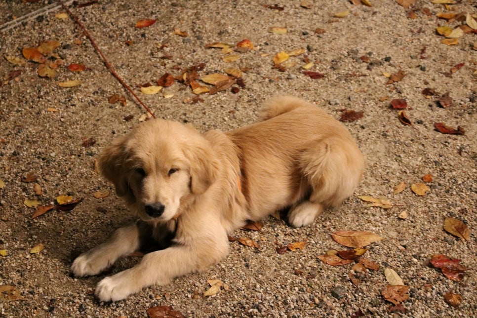 송탄오리고기 맛집 온가족이 행복한 시간을 보내고온 미당 관련 이미지 4