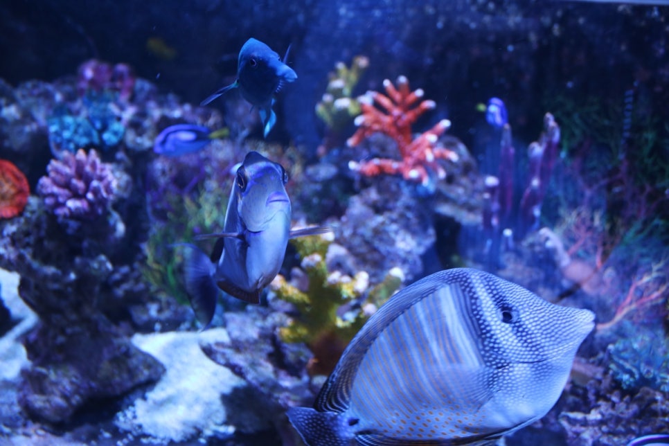 동탄 실내동물원 도심속에서 이런 퀄리티라니 놀라게 되는 아르티스테마파크 관련 이미지 64