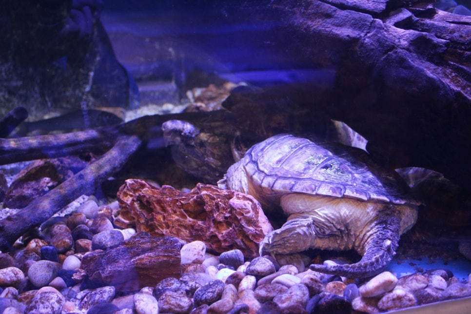 동탄 실내동물원 도심속에서 이런 퀄리티라니 놀라게 되는 아르티스테마파크 관련 이미지 70