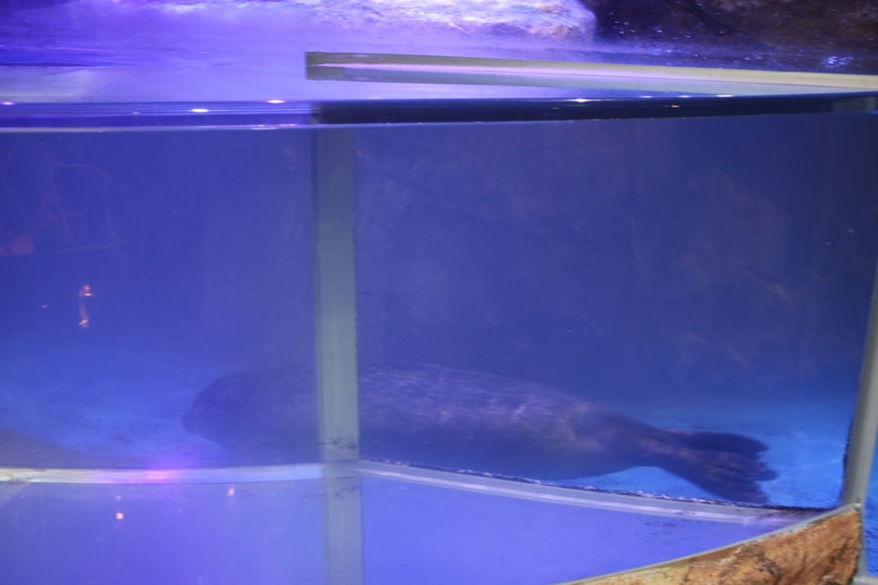 동탄 실내동물원 도심속에서 이런 퀄리티라니 놀라게 되는 아르티스테마파크 관련 이미지 76