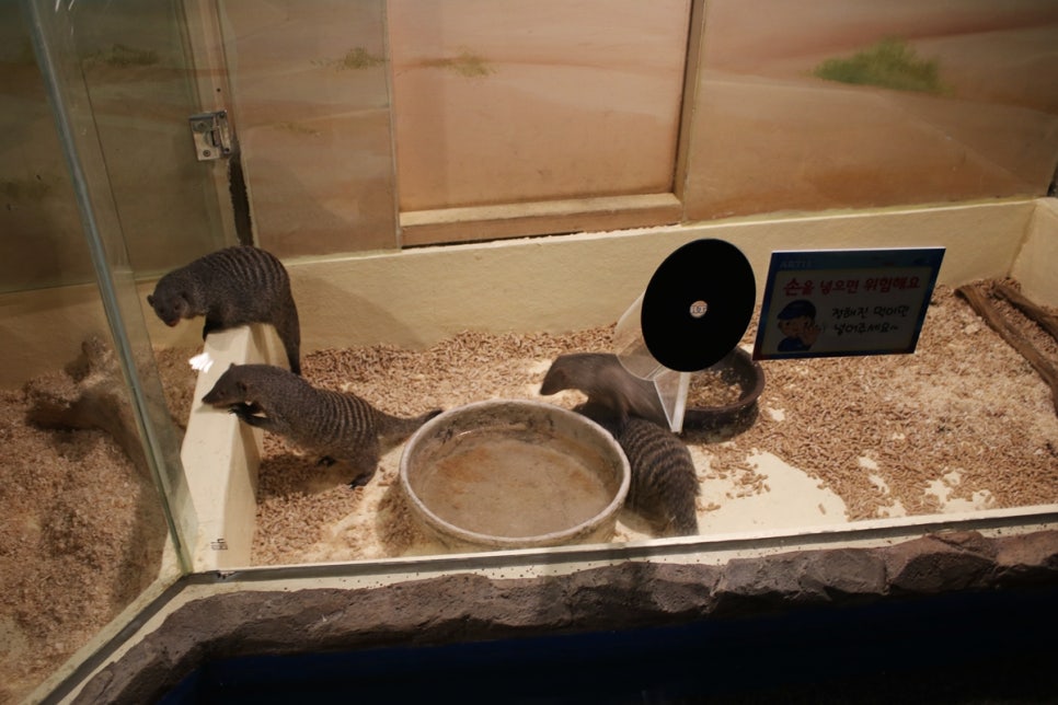 동탄 실내동물원 도심속에서 이런 퀄리티라니 놀라게 되는 아르티스테마파크 관련 이미지 48