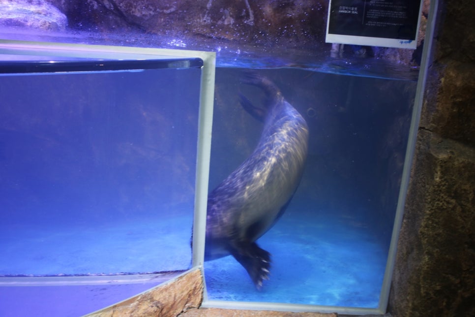 동탄 실내동물원 도심속에서 이런 퀄리티라니 놀라게 되는 아르티스테마파크 관련 이미지 75