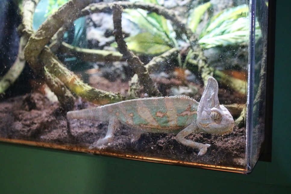 동탄 실내동물원 도심속에서 이런 퀄리티라니 놀라게 되는 아르티스테마파크 관련 이미지 31