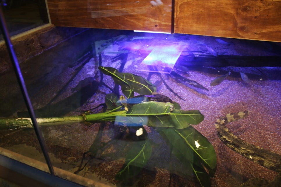 동탄 실내동물원 도심속에서 이런 퀄리티라니 놀라게 되는 아르티스테마파크 관련 이미지 54