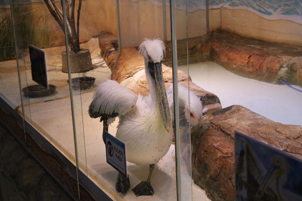 동탄 실내동물원 도심속에서 이런 퀄리티라니 놀라게 되는 아르티스테마파크 관련 이미지 78