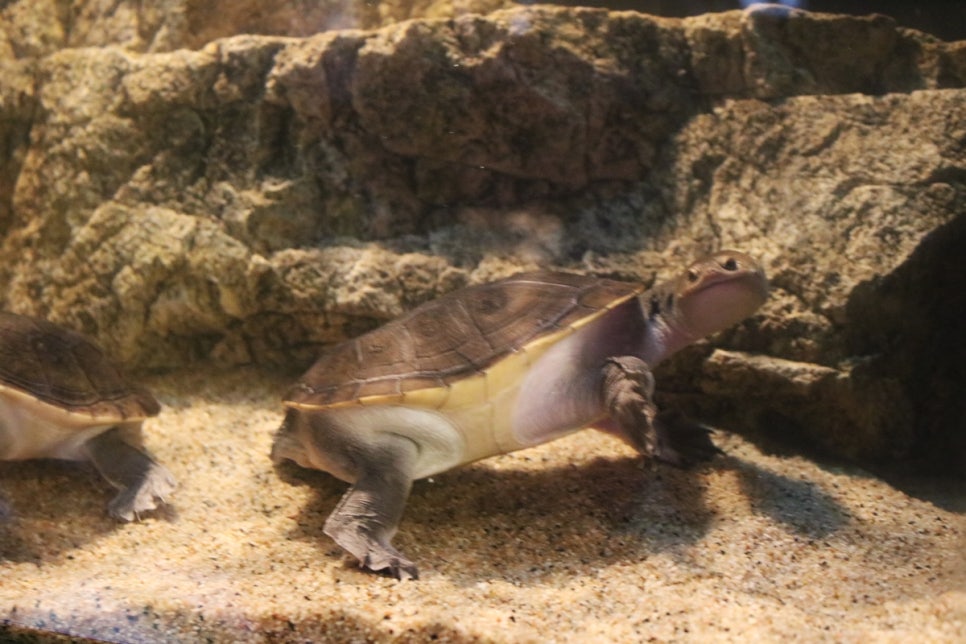 동탄 실내동물원 도심속에서 이런 퀄리티라니 놀라게 되는 아르티스테마파크 관련 이미지 27