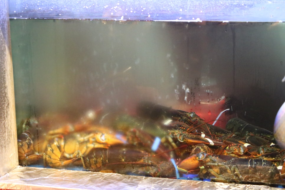 분당 정자동 맛집 클라쓰 제대로 보여주는곳 관련 이미지 9