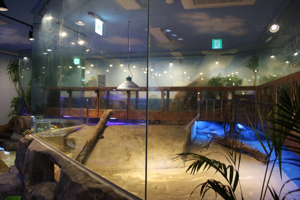 동탄 실내동물원 도심속에서 이런 퀄리티라니 놀라게 되는 아르티스테마파크 관련 이미지 52