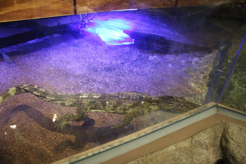 동탄 실내동물원 도심속에서 이런 퀄리티라니 놀라게 되는 아르티스테마파크 관련 이미지 55