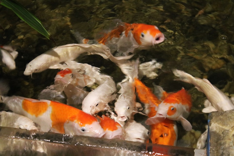 동탄 실내동물원 도심속에서 이런 퀄리티라니 놀라게 되는 아르티스테마파크 관련 이미지 45