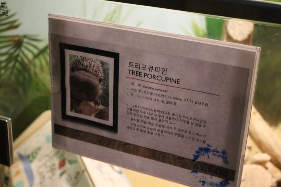 동탄 실내동물원 도심속에서 이런 퀄리티라니 놀라게 되는 아르티스테마파크 관련 이미지 39