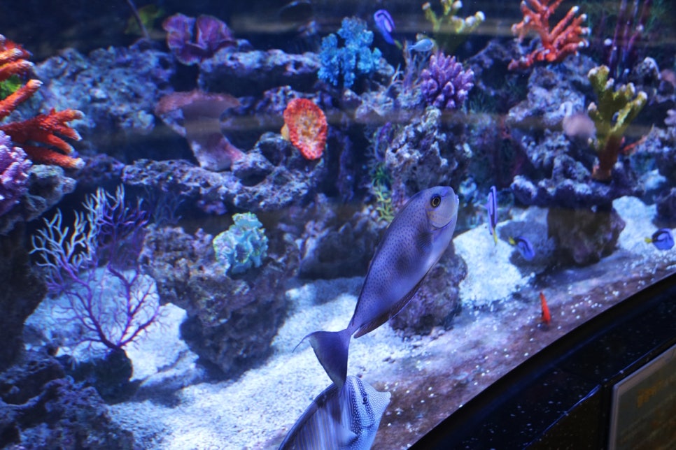 동탄 실내동물원 도심속에서 이런 퀄리티라니 놀라게 되는 아르티스테마파크 관련 이미지 62