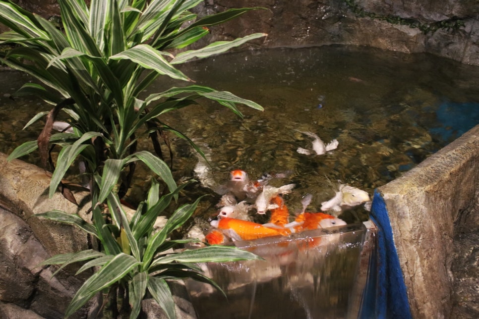 동탄 실내동물원 도심속에서 이런 퀄리티라니 놀라게 되는 아르티스테마파크 관련 이미지 43