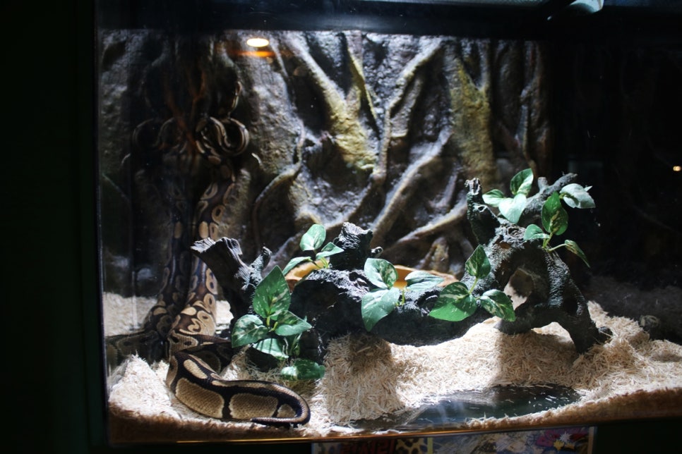 동탄 실내동물원 도심속에서 이런 퀄리티라니 놀라게 되는 아르티스테마파크 관련 이미지 29