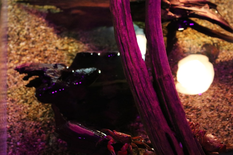 동탄 실내동물원 도심속에서 이런 퀄리티라니 놀라게 되는 아르티스테마파크 관련 이미지 24