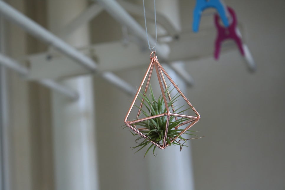 미세먼지정화식물 틸란드시아 이오난사 드뎌 나도 키운다! 관련 이미지 9