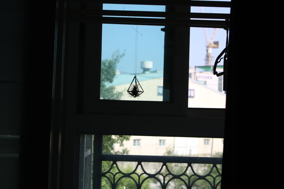 미세먼지정화식물 틸란드시아 이오난사 드뎌 나도 키운다! 관련 이미지 11