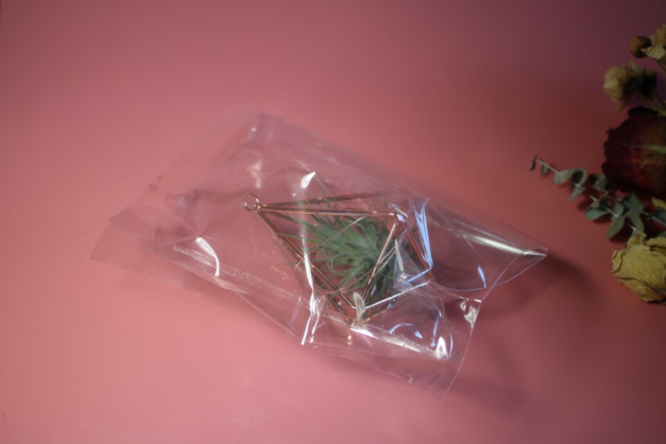 미세먼지정화식물 틸란드시아 이오난사 드뎌 나도 키운다! 관련 이미지 1