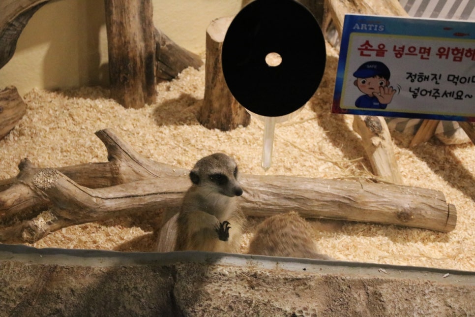 동탄 실내동물원 도심속에서 이런 퀄리티라니 놀라게 되는 아르티스테마파크 관련 이미지 47