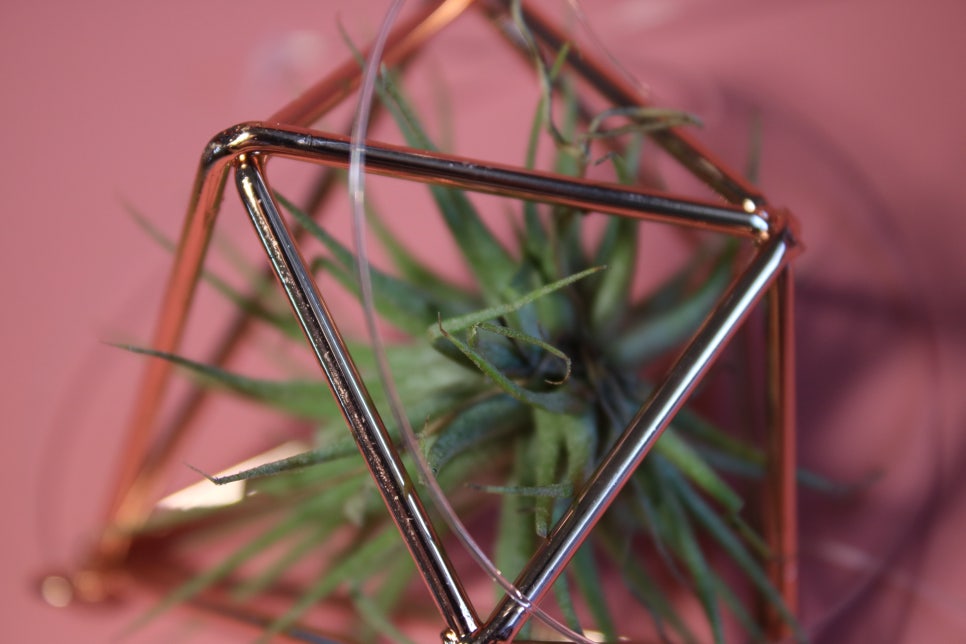 미세먼지정화식물 틸란드시아 이오난사 드뎌 나도 키운다! 관련 이미지 6