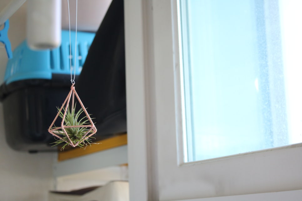 미세먼지정화식물 틸란드시아 이오난사 드뎌 나도 키운다! 관련 이미지 10