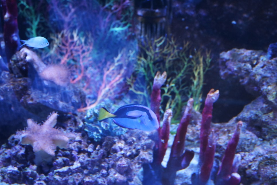 동탄 실내동물원 도심속에서 이런 퀄리티라니 놀라게 되는 아르티스테마파크 관련 이미지 63