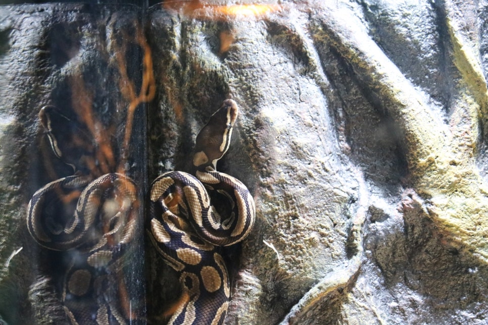 동탄 실내동물원 도심속에서 이런 퀄리티라니 놀라게 되는 아르티스테마파크 관련 이미지 30