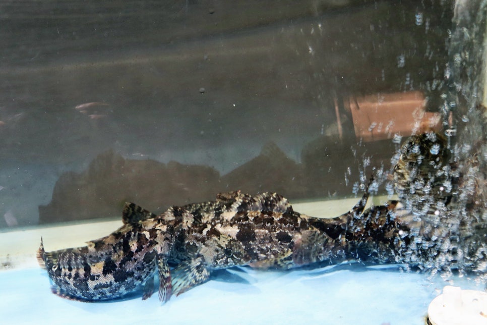 정동진 맛집 멀리서 찾지마세요! 관련 이미지 35