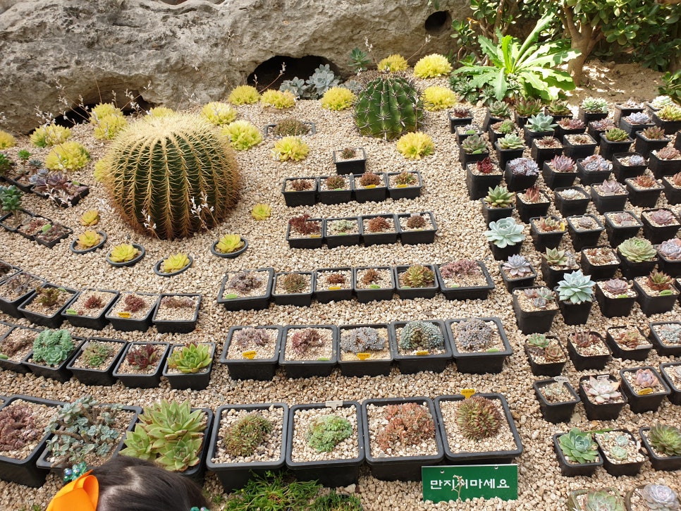 화성 가볼만한곳 바오밥식물원베이커리에 아이들과 함께 관련 이미지 25