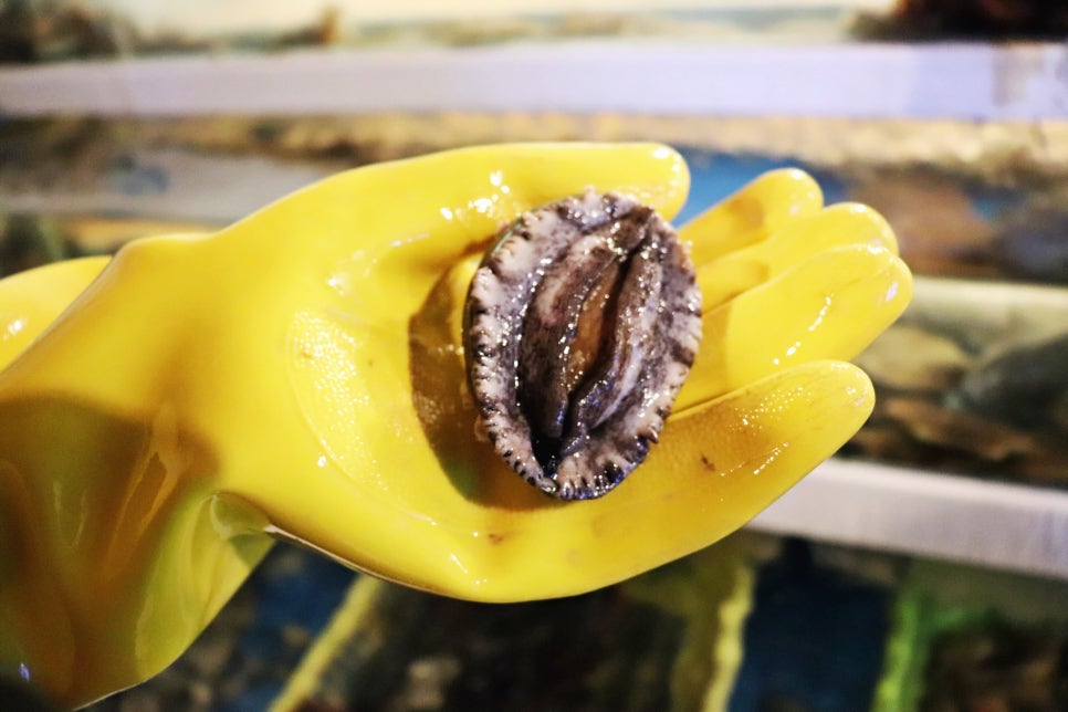 정동진 맛집 멀리서 찾지마세요! 관련 이미지 30