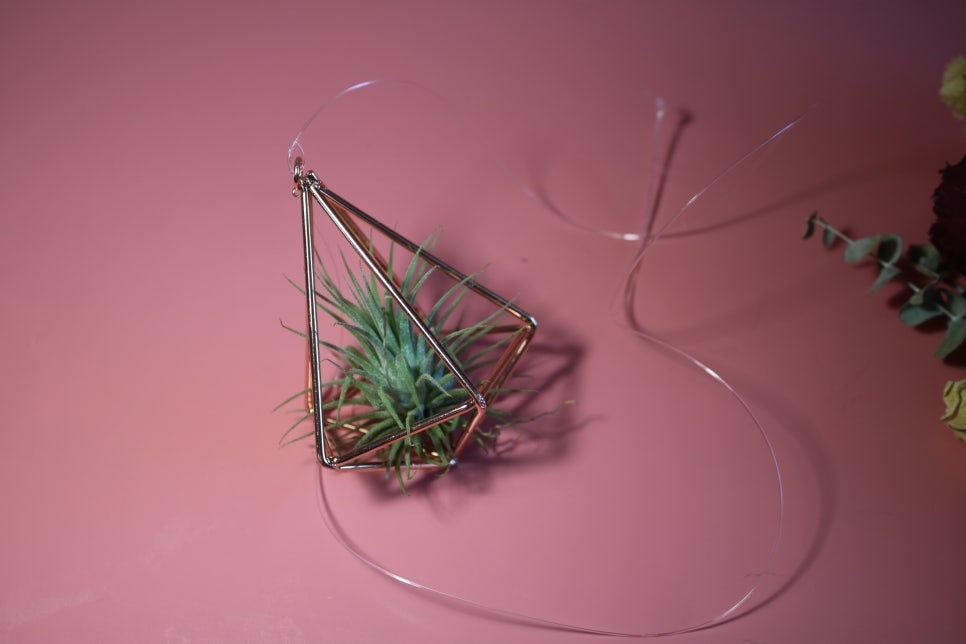 미세먼지정화식물 틸란드시아 이오난사 드뎌 나도 키운다! 관련 이미지 4