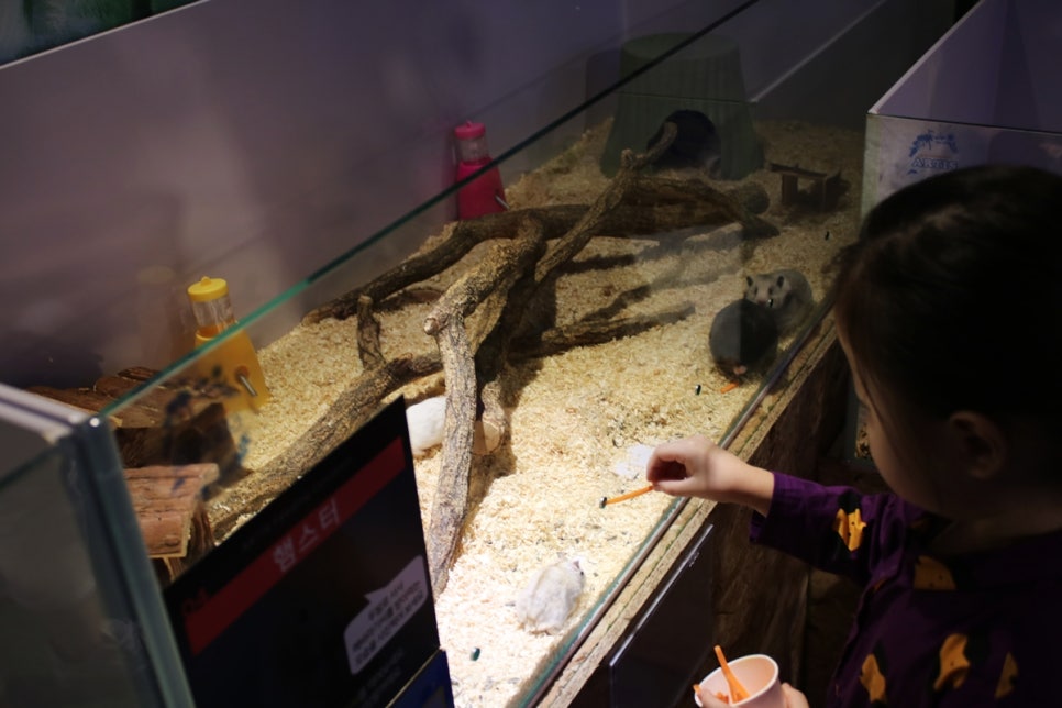 동탄 실내동물원 도심속에서 이런 퀄리티라니 놀라게 되는 아르티스테마파크 관련 이미지 87