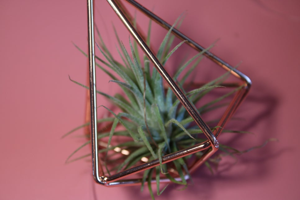 미세먼지정화식물 틸란드시아 이오난사 드뎌 나도 키운다! 관련 이미지 5