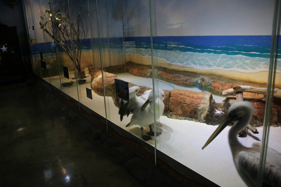 동탄 실내동물원 도심속에서 이런 퀄리티라니 놀라게 되는 아르티스테마파크 관련 이미지 83