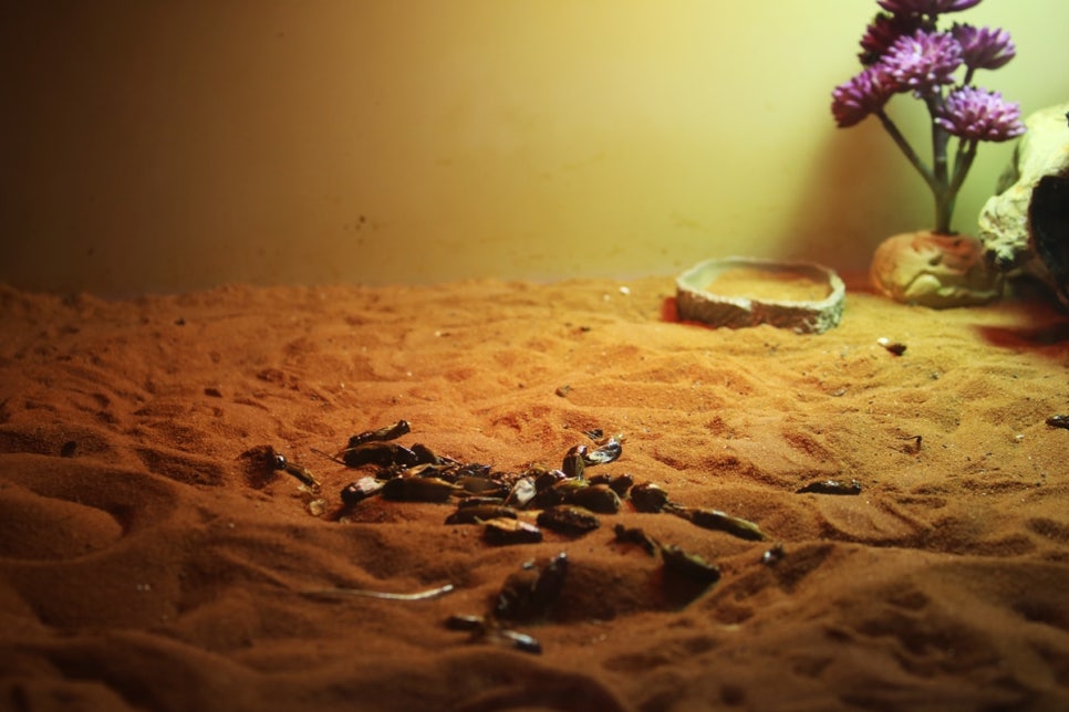 동탄 실내동물원 도심속에서 이런 퀄리티라니 놀라게 되는 아르티스테마파크 관련 이미지 25