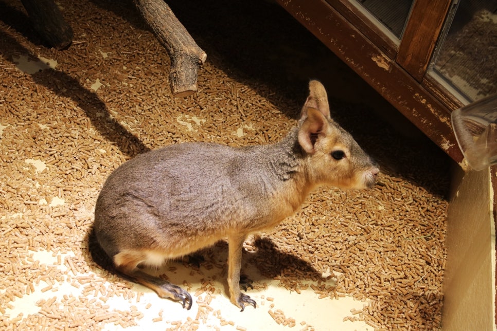 동탄 실내동물원 도심속에서 이런 퀄리티라니 놀라게 되는 아르티스테마파크 관련 이미지 86