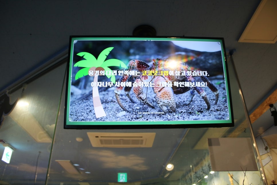 동탄 실내동물원 도심속에서 이런 퀄리티라니 놀라게 되는 아르티스테마파크 관련 이미지 53