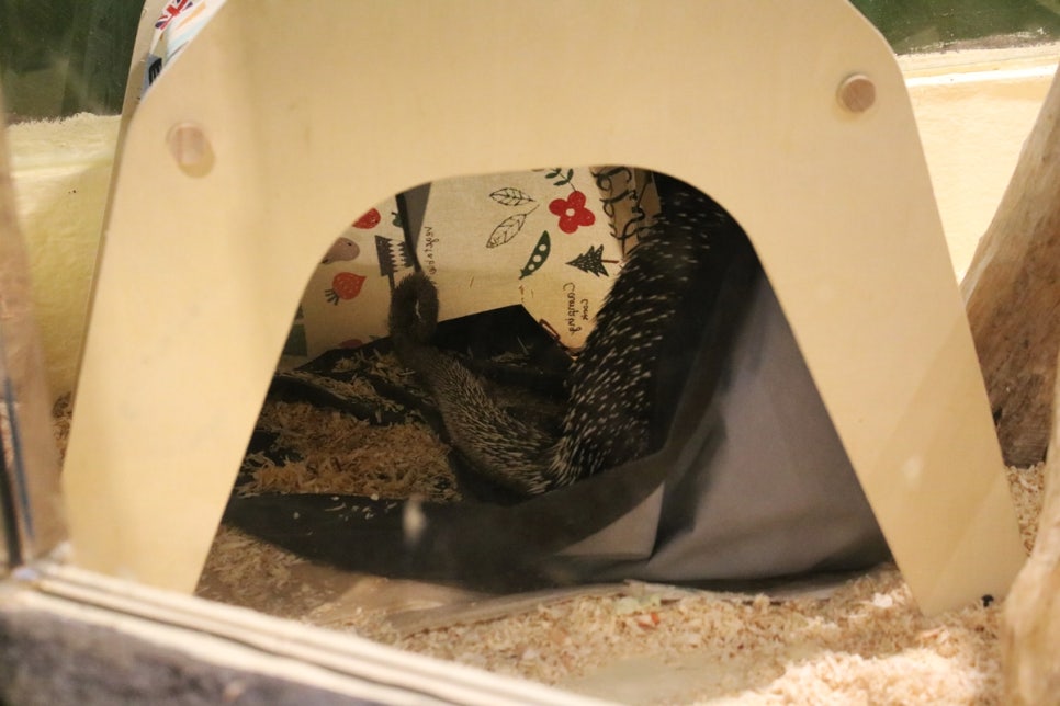 동탄 실내동물원 도심속에서 이런 퀄리티라니 놀라게 되는 아르티스테마파크 관련 이미지 40