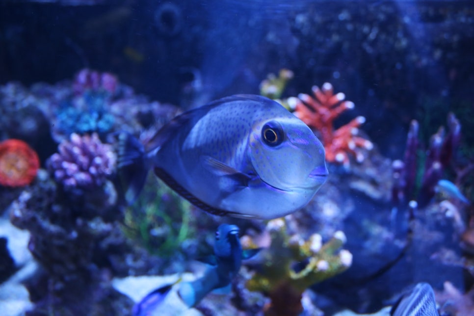 동탄 실내동물원 도심속에서 이런 퀄리티라니 놀라게 되는 아르티스테마파크 관련 이미지 65