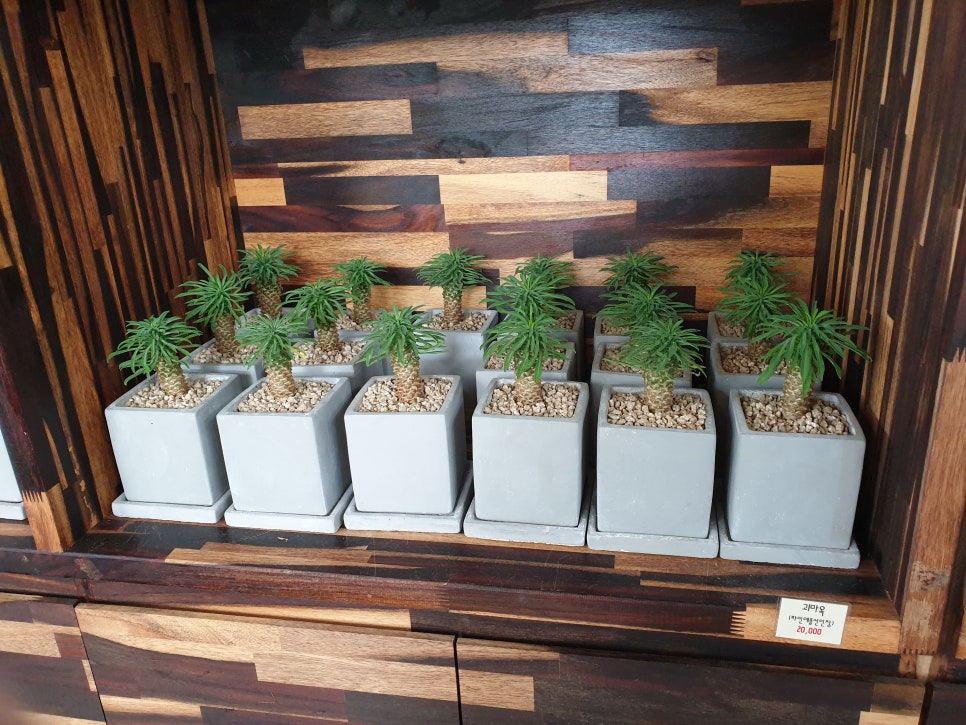 화성 가볼만한곳 바오밥식물원베이커리에 아이들과 함께 관련 이미지 15