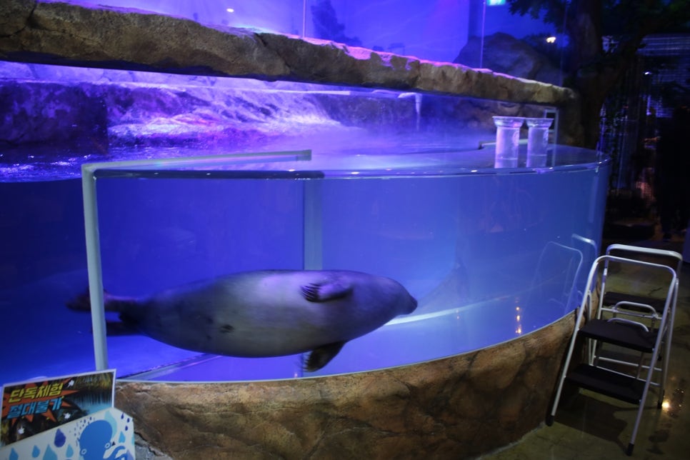 동탄 실내동물원 도심속에서 이런 퀄리티라니 놀라게 되는 아르티스테마파크 관련 이미지 81