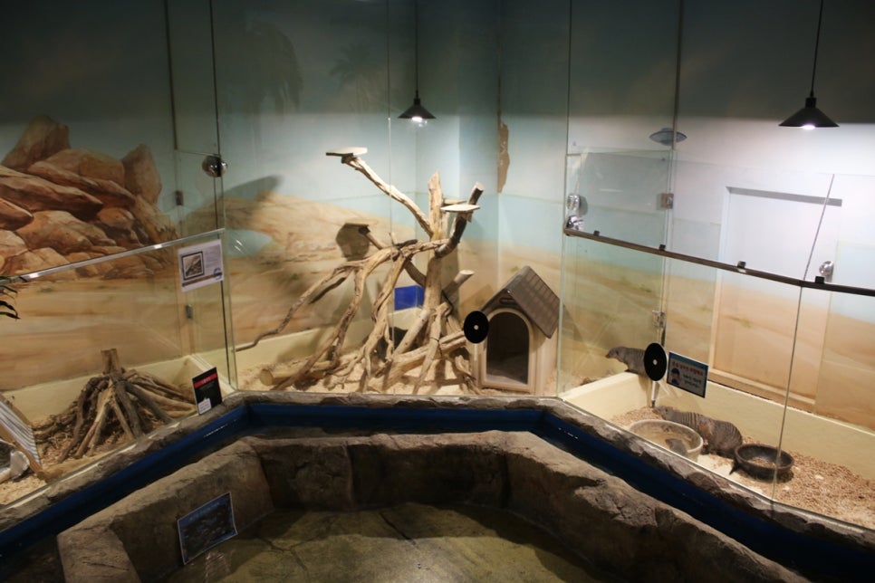 동탄 실내동물원 도심속에서 이런 퀄리티라니 놀라게 되는 아르티스테마파크 관련 이미지 46