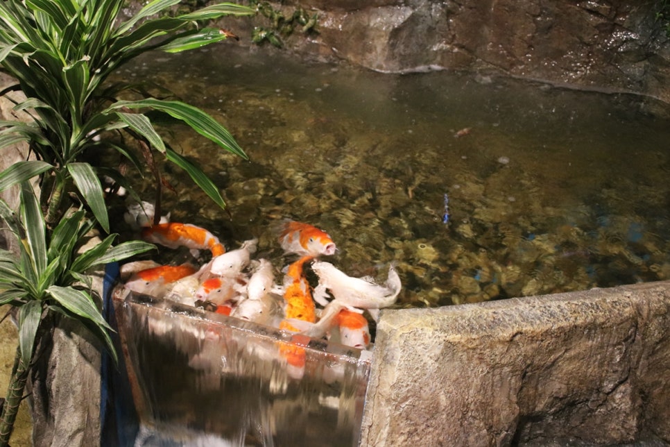 동탄 실내동물원 도심속에서 이런 퀄리티라니 놀라게 되는 아르티스테마파크 관련 이미지 44