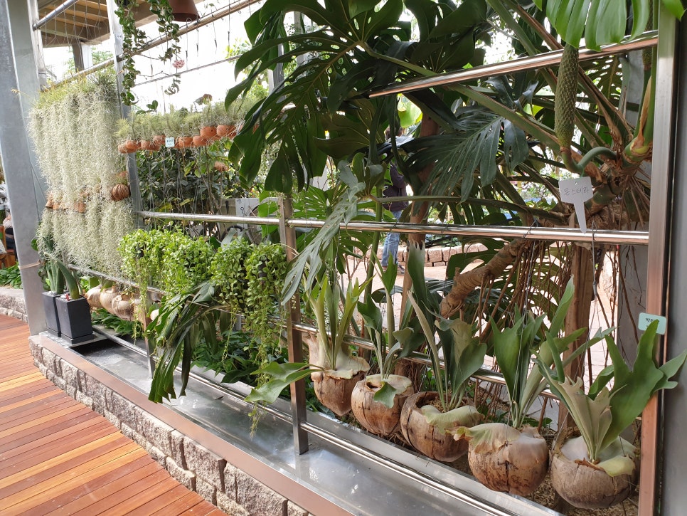 화성 가볼만한곳 바오밥식물원베이커리에 아이들과 함께 관련 이미지 18